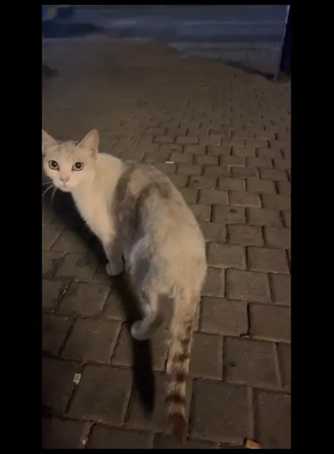 Bulunan kedi fotoğrafı