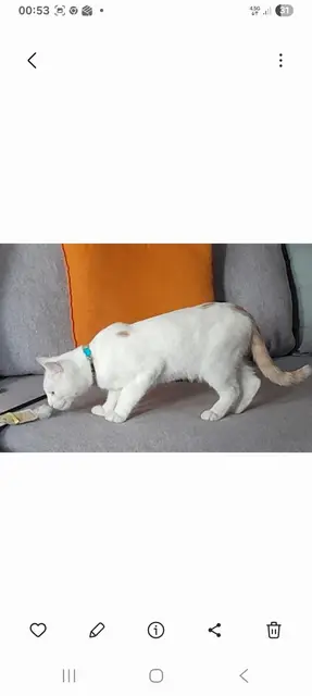 Sütlaç fotoğrafı