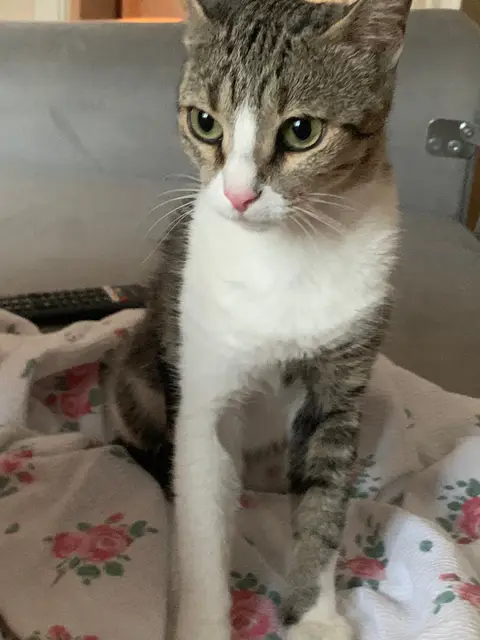 moshi fotoğrafı